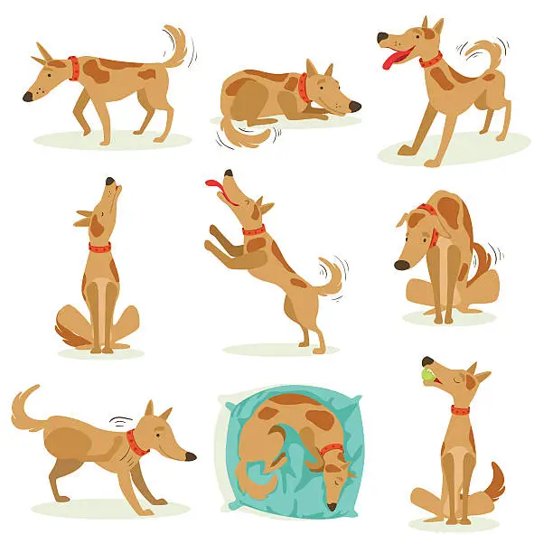 Vector illustration of Brown Dog Set Of Normal Activities