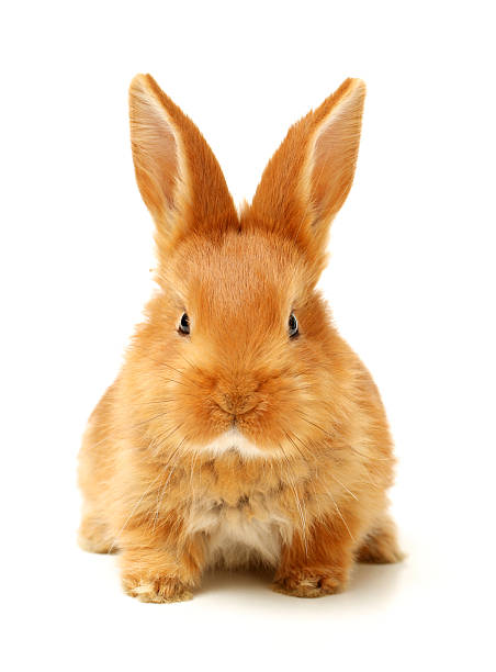 istock Baby of orange rabbit 615840038