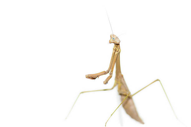 istock Brown Praying Mantis insect in typical praying posture 615840226