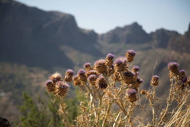 istock Mountainous landscape in Gran Canaria, destination 615882422