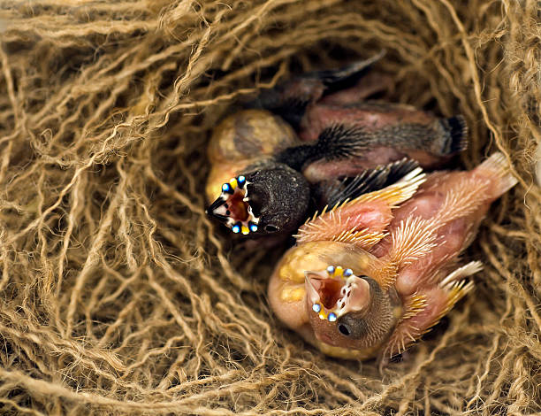 굴디안 핀치, 새 - gouldian finch 뉴스 사진 이미지