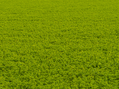 A big alfalfa grass terrain, good as wallpaper