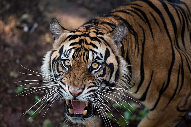 okrutny tygrys sumatrzański - tiger animal sumatran tiger endangered species zdjęcia i obrazy z banku zdjęć