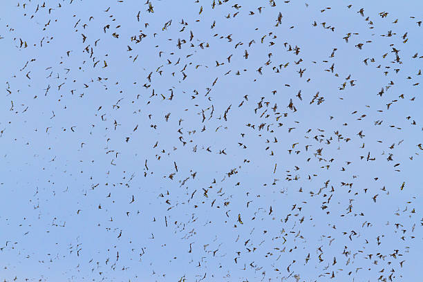 istock large flock of birds with open wings 615884346