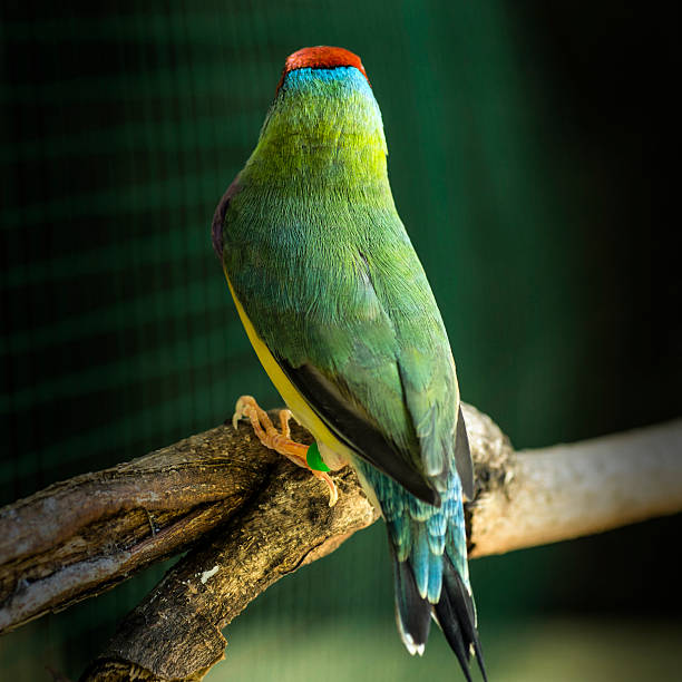 istock Gouldian Finch, Bird 615884524