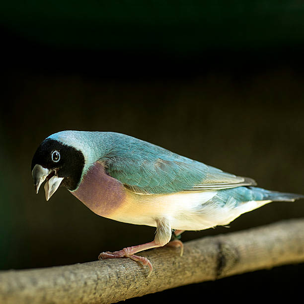 Gouldian Finch, Bird Gouldian Finch, Bird gouldian finch stock pictures, royalty-free photos & images