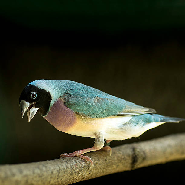 gouldian finch, bird - gouldian finch imagens e fotografias de stock