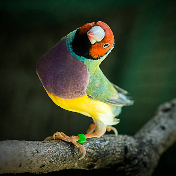 gouldian finch, bird - gouldian finch imagens e fotografias de stock