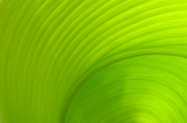istock Texture of a green leaf as background 615886084