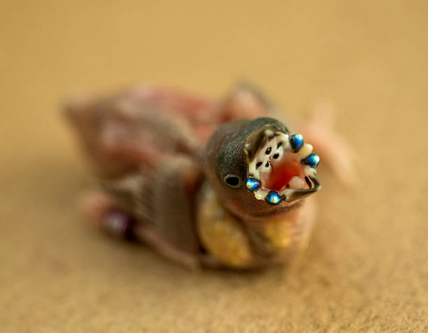 gouldian finch - gouldian finch - fotografias e filmes do acervo