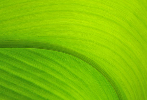 istock Texture of a green leaf as background 615886178