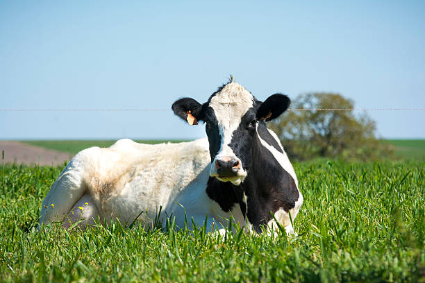 il vaca lechera - milker foto e immagini stock