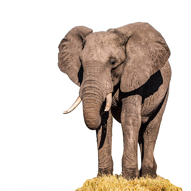 riesiger afrikanischer elefant isoliert auf weißem hintergrund - elephant head stock-fotos und bilder