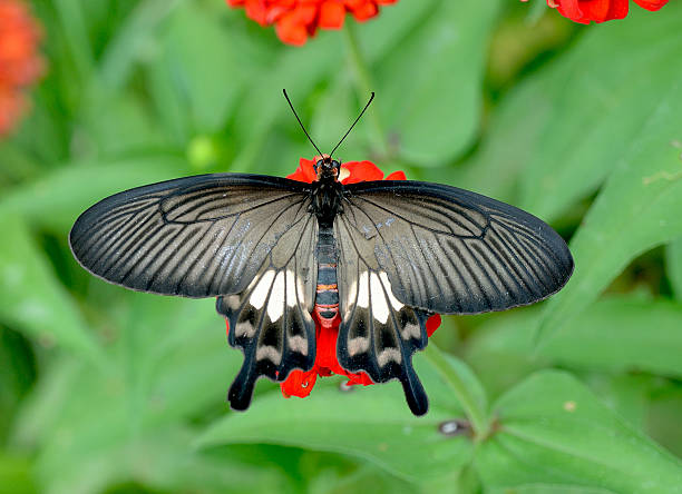 istock Butterfly (Common Rose) and flower , thailand 615889310