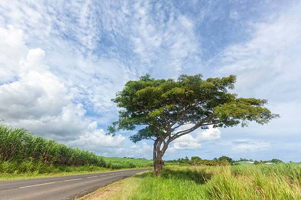 istock Acacia tree beside rural road, Guadeloupe 615889854