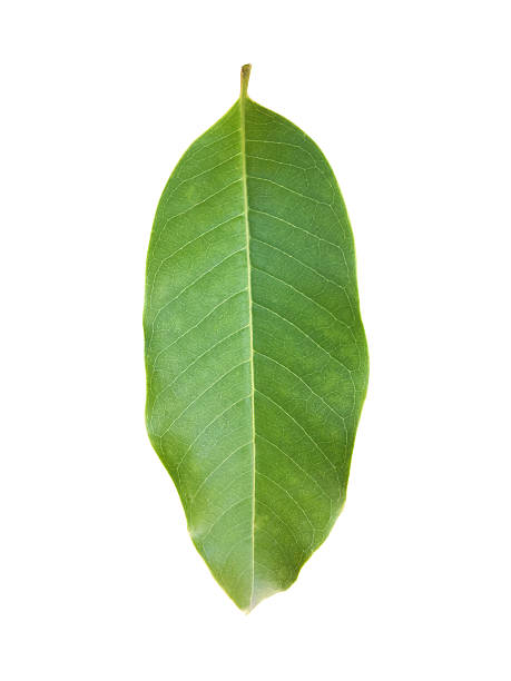 istock Leaf of white champak isolated on white 615890166