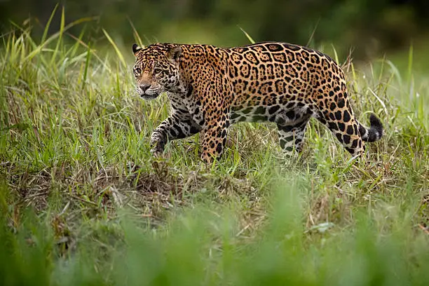 Photo of American jaguar female in the nature habitat