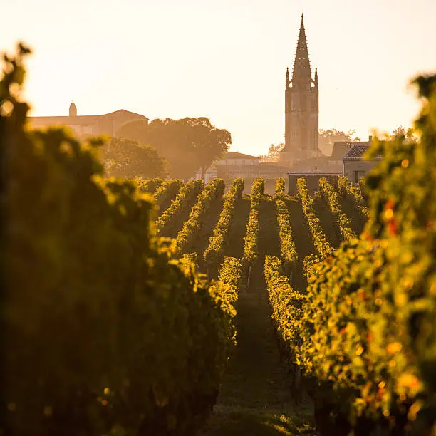 Photo of Saint Emilion Vineyard Sunrise, Bordeaux Wine