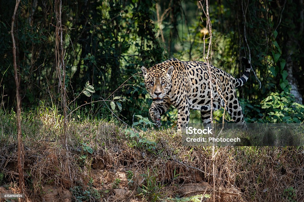 American jaguar male in the nature habitat American jaguar male in the nature habitat, panthera onca, wild brasil, brasilian wildlife, pantanal, green jungle, big cats Jaguar - Cat Stock Photo