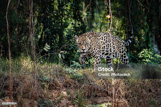 American Jaguar Male In The Nature Habitat Stock Photo - Download Image Now - Jaguar - Cat, Amazon River, Danger