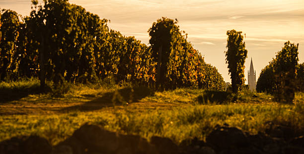 istock Saint Emilion Vineyard Sunrise, Bordeaux Wine 615890898