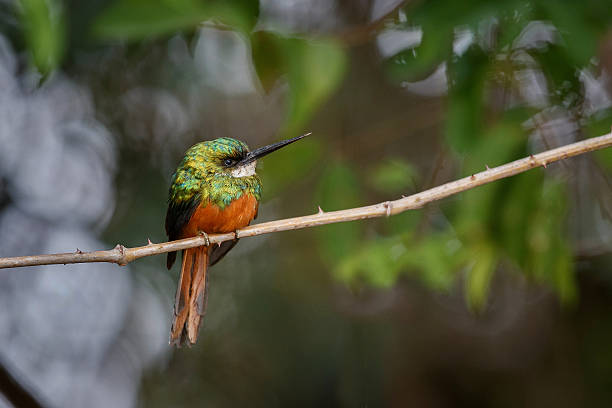 istock Rufous-tailed Jacamar on a tree in the nature habitat 615891290