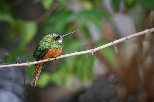 istock Rufous-tailed Jacamar on a tree in the nature habitat 615891336