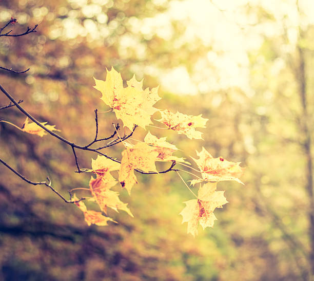 istock Background of autumn leaves 615891974