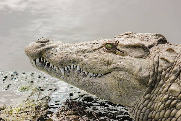 istock Nile crocodile portrait 615893024
