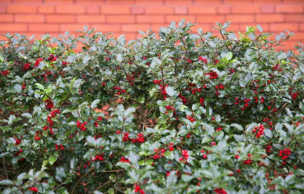 brick wall and holly branches with fruits 