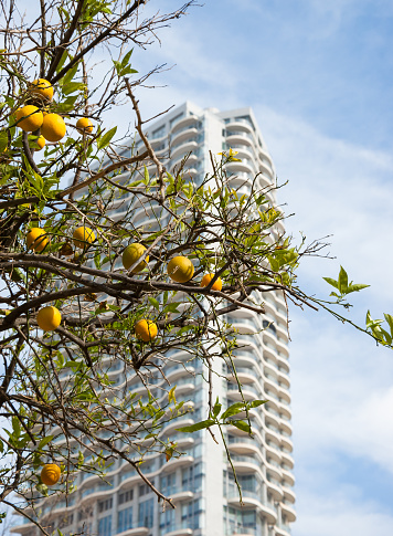 Tel Aviv, Israel - February 18, 2014: Orange tree and Neve Tzedek Tower skyscraper at background. Dozens of lemon, orange and clementine trees grow at Tel Aviv streets. Selective focus on orange tree.