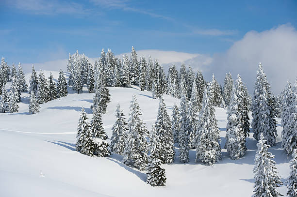 istock Winter Background With Pine Trees Covered By Snow 615895392