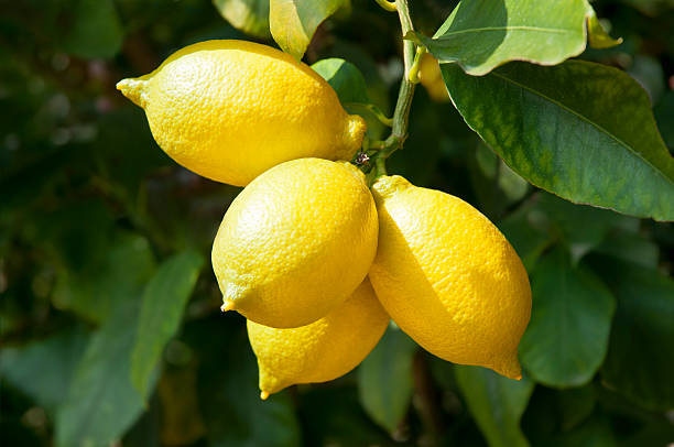 citron mûr et frais sur branche - citrus fruit photos et images de collection