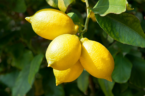 Ripe and fresh lemon on branch