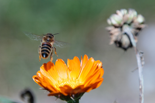 bee flying on an orange flower