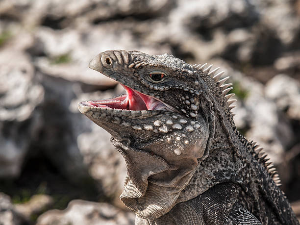 istock Closeup of a iguana with open mouth 615897744