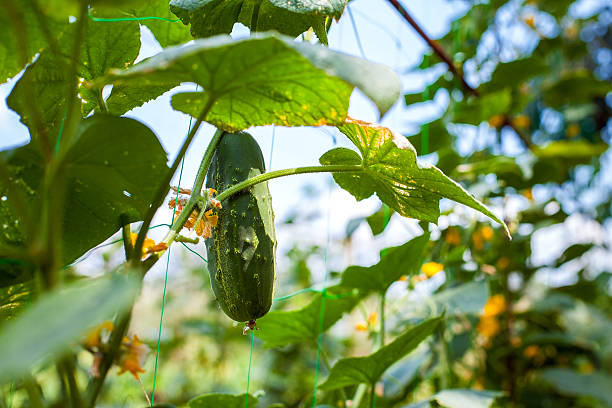 pepino verde en una garde. - cucumber vegetable plant single flower fotografías e imágenes de stock