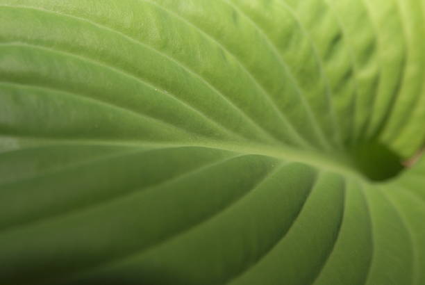 istock The power of Nature 615898584