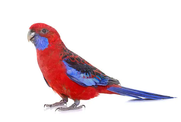 Crimson rosella in front of white background