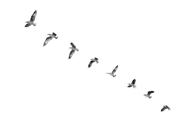décollage d’oiseau vers un ciel dégagé (n&b) - action alertness animal bird photos et images de collection