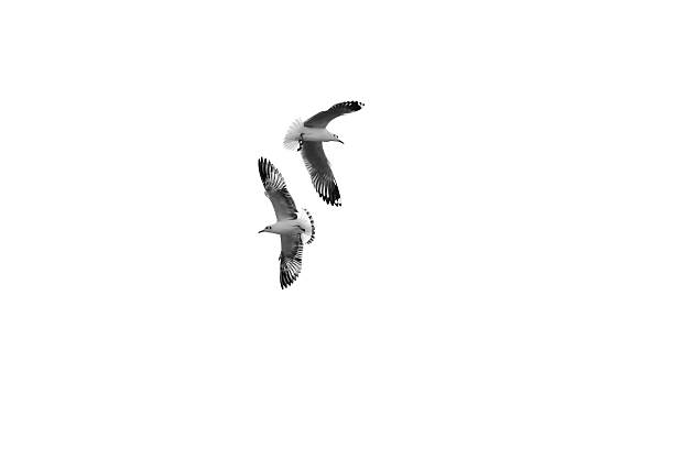 Two birds fly in opposite directions, (Black and White), Isolated on white background
