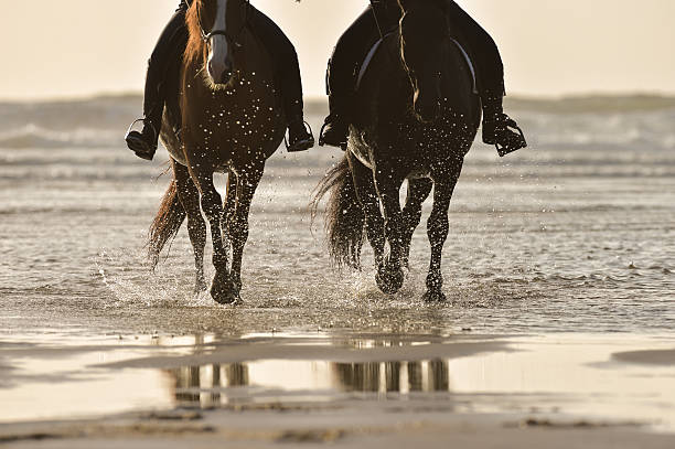 istock Horse riding on the beach at sunset 615901282