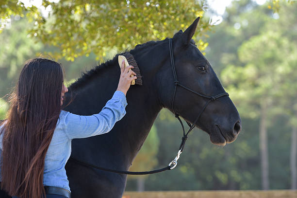 mulher preparando cavalo preto o centro equestre - crossbreeding - fotografias e filmes do acervo