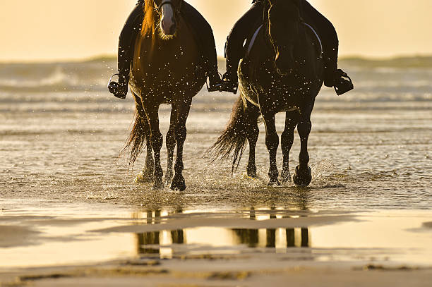 Horse riding on the beach at sunset Horse riding on the beach at sunset, France all horse riding stock pictures, royalty-free photos & images