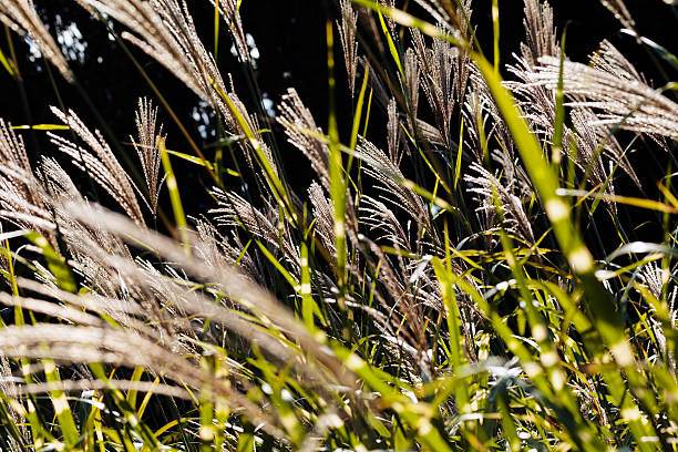 istock abstract plant in the field 615903260