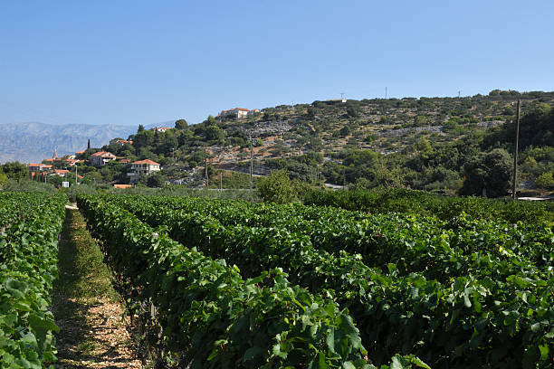 istock Grape cultivation with the village Postira in background,picture 615904794