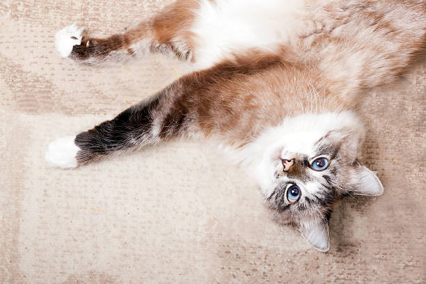 istock Portrait of a lazy cat 615905604