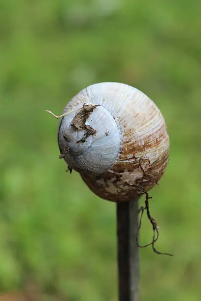 snail shell on a rod