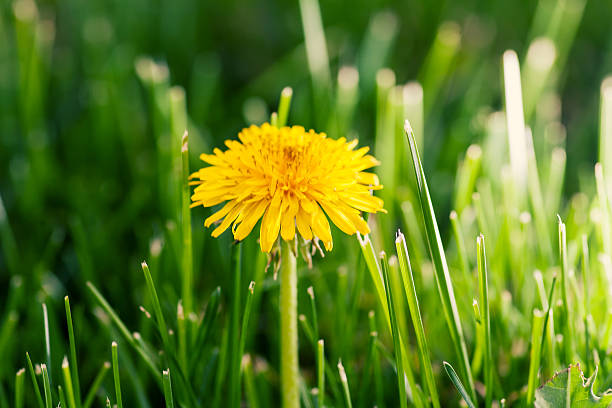 Una joven en hierba retroiluminado dandellion amarillo - foto de stock