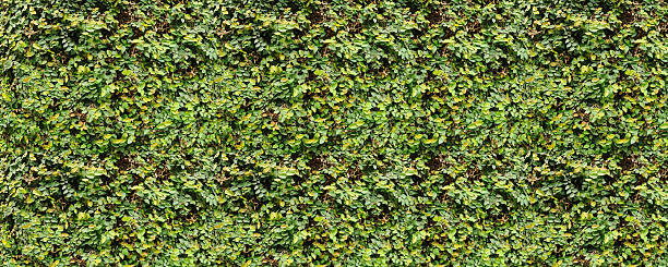 istock living green wall - exterior 615907862